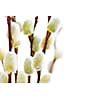 Spring Easter pussy willow branches isolated on white background