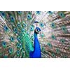 Splendid peacock with feathers out (Pavo cristatus) (shallow DOF; color toned image)
