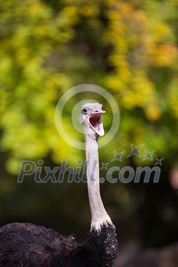 Ostrich (Struthio camelus)