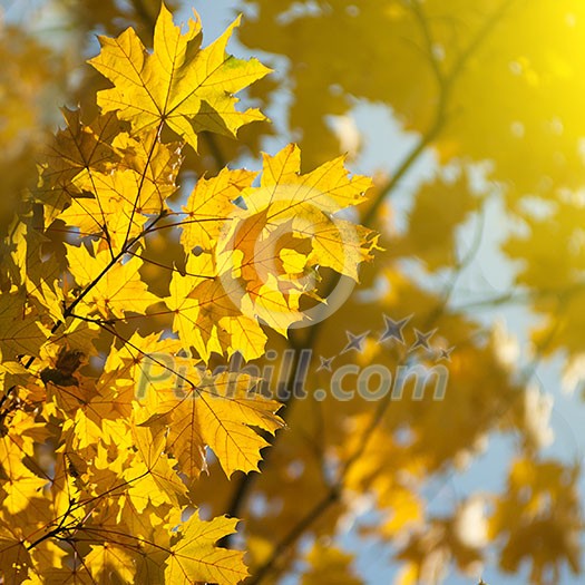 autumn yellow leaves