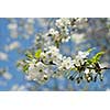 spring blossom of apple tree against blue sky