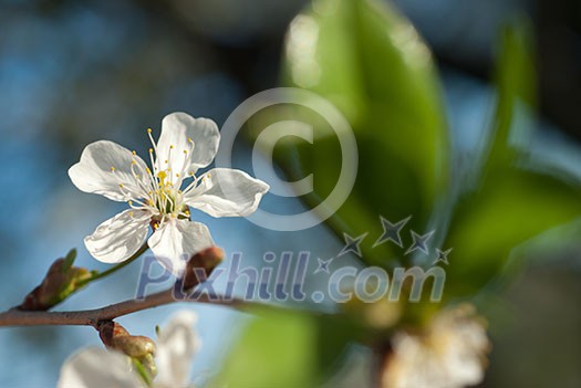 spring blossom of apple tree against blue sky