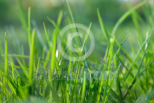 green grass green grass