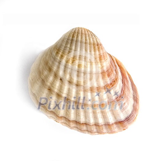 macro of shell isolated on white macro of shell isolated on white