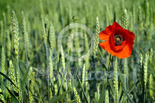 poppy on field of green wheat poppy on field of green wheat