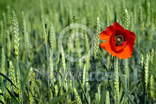 poppy on field of green wheat