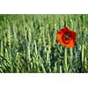 poppy on field of green wheat