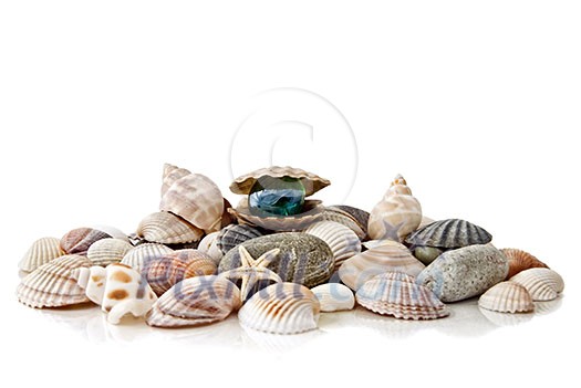 various color shells with stylized pearl isolated on white various color shells with stylized pearl isolated on white