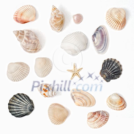 various color shell isolated on white various color shell isolated on white