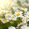 white chamomiles on meadow