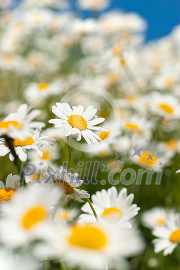 white chamomiles on meadow white chamomiles on meadow