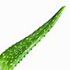 close-up photo of green aloe vera isolated on white