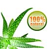 close-up photo of green aloe vera with icon isolated on white