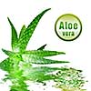 close-up photo of green aloe vera with icon isolated on white