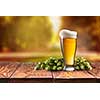 Beer glass served on wooden desk . Hop-field on background