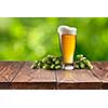 Still life with a keg of beer and hops on a Empty wooden table against green natural background