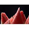 slices of watermelon isolated on black background