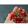 Red cherry tomatoes in a man's hand isolated on a black slate