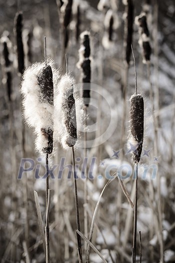 Brown cattails with fluffy seeds in winter Brown cattails with fluffy seeds in winter