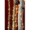 Birch trees wrapped in Christmas lights on red background