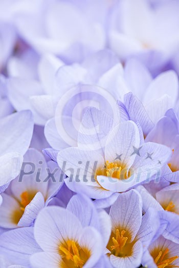 Closeup of many beautiful light purple crocus flowers blossoming