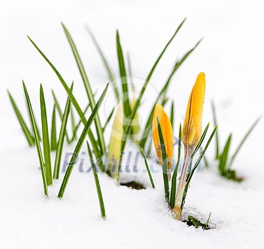 Yellow crocus flowers growing in snow during spring