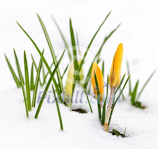 Yellow crocus flowers growing in snow during spring Yellow crocus flowers growing in snow during spring