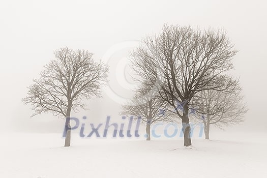 Winter scene of leafless trees in fog sepia tone