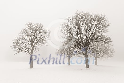 Winter scene of leafless trees in fog sepia tone Winter scene of leafless trees in fog sepia tone