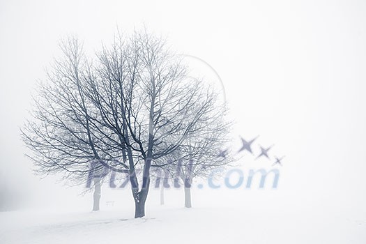 Winter scene of leafless trees in fog with copy space