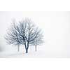 Winter scene of leafless trees in fog with copy space