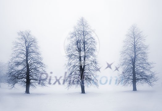 Foggy moody winter scene with leafless trees