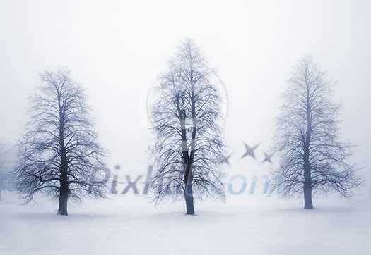 Foggy moody winter scene with leafless trees Foggy moody winter scene with leafless trees