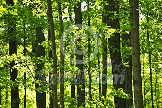 Landscape of lush young green forest with maple trees