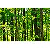 Landscape of lush young green forest with maple trees