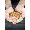Male cupped hands holding whole wheat grain kernels