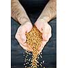 Male cupped hands pouring whole wheat grain kernels