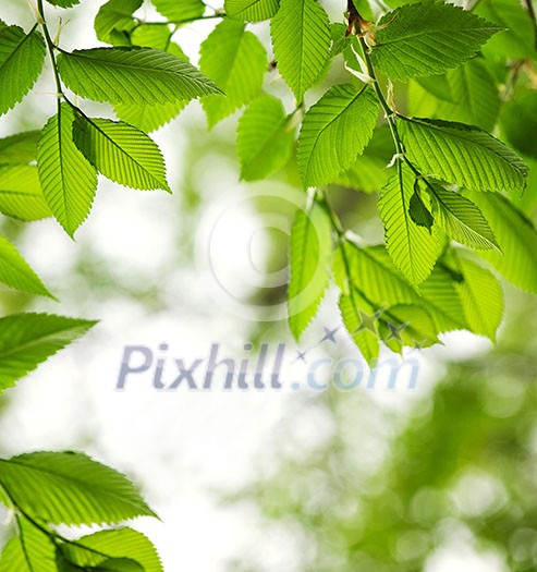 Green spring elm leaves with copy space