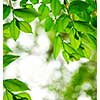 Green spring elm leaves with copy space