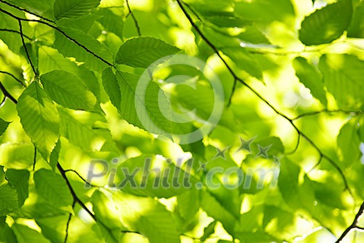 Green spring tree leaves in sunshine, natural background Green spring tree leaves in sunshine, natural background