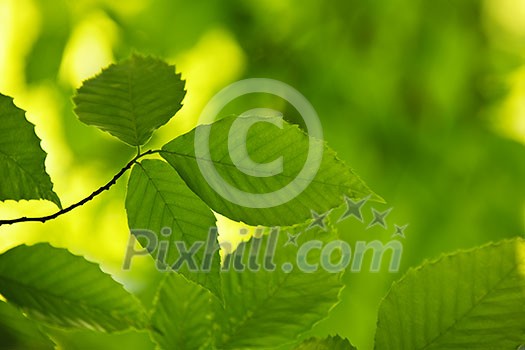 Green spring elm leaves in clean environment Green spring elm leaves in clean environment