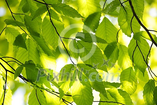 Green spring tree leaves in sunshine, natural background Green spring tree leaves in sunshine, natural background