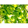 Green spring tree leaves in sunshine, natural background