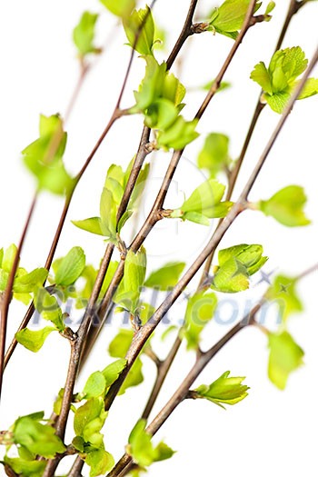 Branches with young green spring leaves budding isolated on white