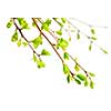 Branches with young green spring leaves budding isolated on white