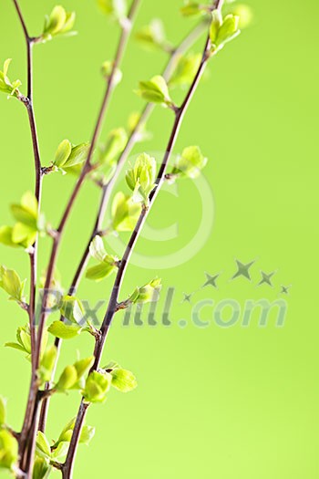 Branches with young spring leaves budding on green background Branches with young spring leaves budding on green background