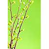 Branches with young spring leaves budding on green background