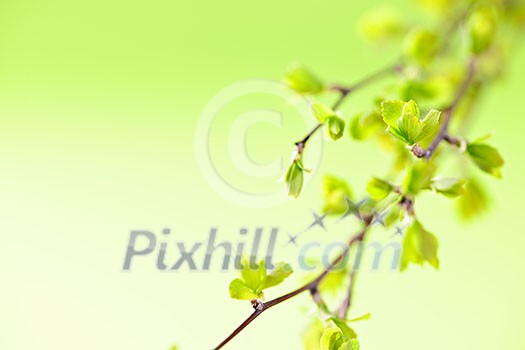 Branches with young spring leaves budding on green background Branches with young spring leaves budding on green background