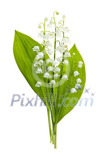 Lily of the valley flowers bouquet isolated on white background