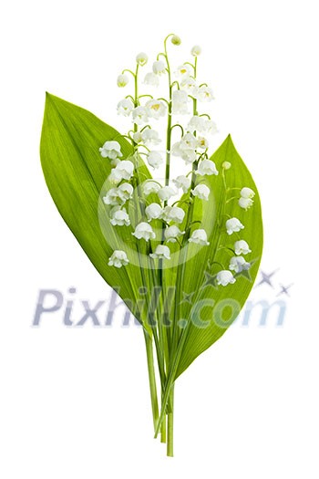 Lily of the valley flowers bouquet isolated on white background Lily of the valley flowers bouquet isolated on white background
